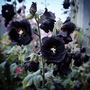Black and chocolate brown hollyhock seeds from my garden. 15 seeds.